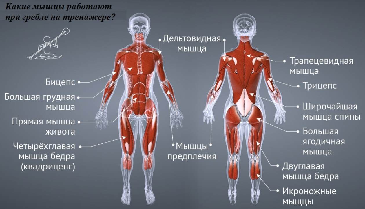 Польза гребного тренажера